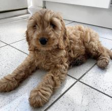 Excellence lovely Male and Female Toy Poodle Puppies for adoption..