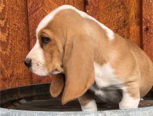 Excellence lovely Male and Female basset hound Puppies for adoption