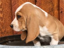 Excellence lovely Male and Female basset hound Puppies for adoption Image eClassifieds4U