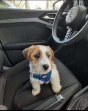 Excellence lovely Male and Female Jack Russel Puppies for adoption.