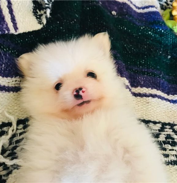 Adorable Pomeranian puppies for sale!!Email petsfarm21@gmail.com Image eClassifieds4u
