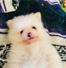 Adorable Pomeranian puppies for sale!!Email petsfarm21@gmail.com or text (831)-512-9409 Image eClassifieds4u 2