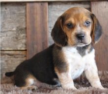 lovely Male and Female beagle Puppies for adoption