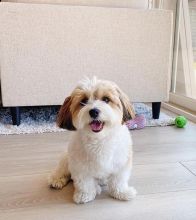 Excellence lovely Male and Female havanese Puppies for adoption