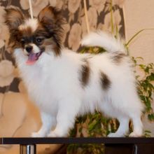 Excellence lovely Male and Female papillon Puppies for adoption