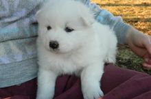 Excellence lovely Male and Female samoyedPuppies for adoption
