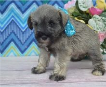 Excellence lovely Male and Female schnauzer Puppies for adoption