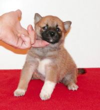 Fantastic C.K.C Shiba Inu Puppies Available For Adoption.. (vincenzohome88@gmail.com)