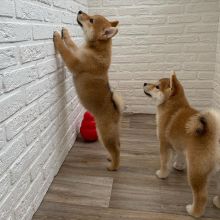 Fantastic C.K.C Shiba Inu Puppies Available For Adoption... (vincenzohome88@gmail.com)