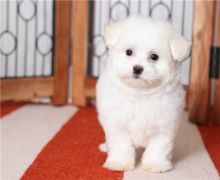 maltese puppies Male and female for adoption