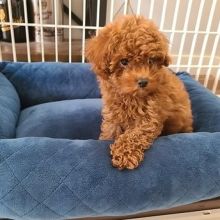 Beautiful Toy/Standard POODLE Puppies For Adoption Via (vincenzohome88@gmail.com)