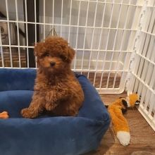 Beautiful Toy/Standard POODLE Puppies For Adoption Via (vincenzohome88@gmail.com)