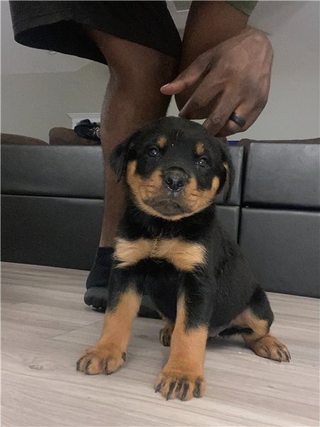 Excellence lovely Male and Female rottweiler Puppies for adoption Image eClassifieds4u
