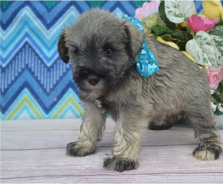 Excellence lovely Male and Female schnauzer Puppies for adoption Image eClassifieds4u