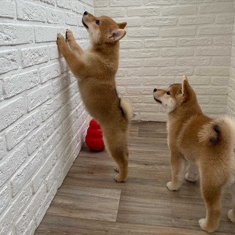 Fantastic C.K.C Shiba Inu Puppies Available For Adoption... (vincenzohome88@gmail.com) Image eClassifieds4u