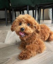 Excellence lovely Male and Female toy poodle Puppies for adoption Image eClassifieds4U