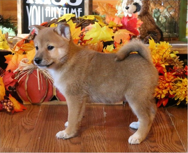 shiba inu Male and Female Puppies For Adoption Image eClassifieds4u