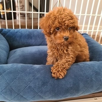 Beautiful Toy/Standard POODLE Puppies For Adoption Via (vincenzohome88@gmail.com) Image eClassifieds4u