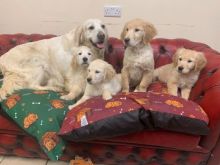 CKC REGISTERED PUREBRED GOLDEN RETRIEVER PUPPIES AVAILABLE.(belgil883@gmail.com)