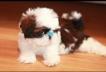 Cute Shitzu puppies for adoption Image eClassifieds4u 3