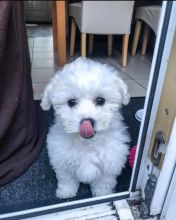 male and female Poodle puppies for adoption.