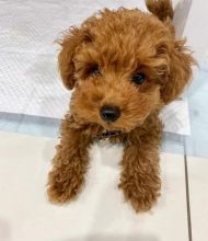 CKC toy poodle puppies available