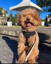 Cute male and female Poodle puppies for adoption.