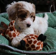 Poodle puppies for adoption