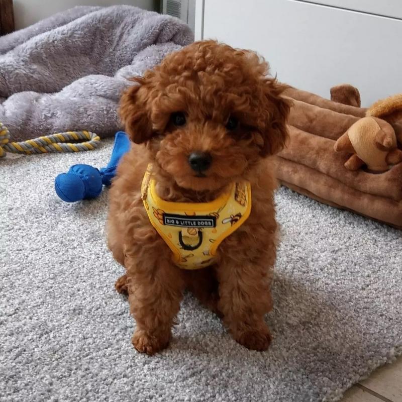 Poodle puppies for new homes. Image eClassifieds4u