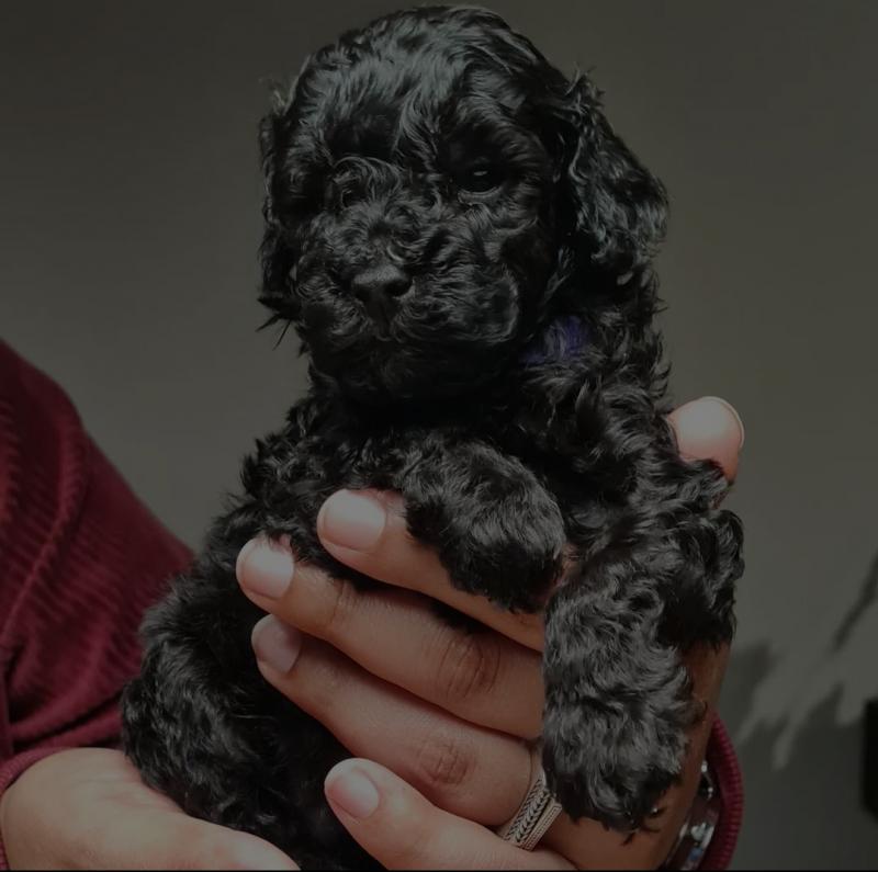 Quality male and female Poddle puppies for adoption Image eClassifieds4u