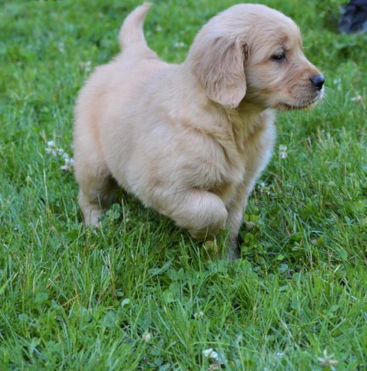 🐕💕 C.K.C GOLDEN RETRIEVER PUPPIES 🟥🍁🟥 READY FOR A NEW HOME 💗🍀🍀 Image eClassifieds4u