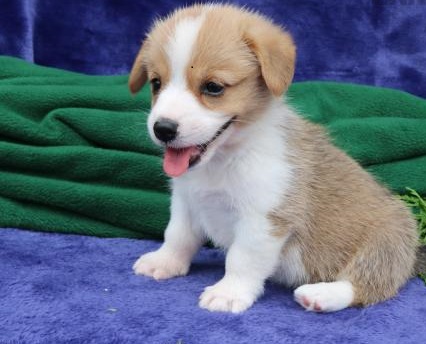 🐕💕 C.K.C PEMBROKE WELSH CORGI PUPPIES 🟥🍁🟥 READY FOR A NEW HOME 💗🍀🍀 Image eClassifieds4u