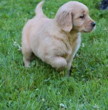 🟥🍁🟥 CHRISTMAS 💖💕 GOLDEN RETRIEVER PUPPIES 🟥🍁🟥 READY FOR A NEW HOME 💗🍀� Image eClassifieds4u 2