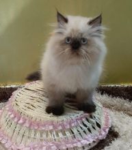 Beautiful Himalayan Kittens