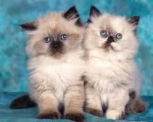 Beautiful Himalayan Kittens for adoption