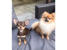 Best Quality male and female Chihuahua puppies for adoption