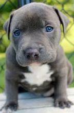 CUTE AND ADORABLE PITBULL PUPPIES READY TO GO