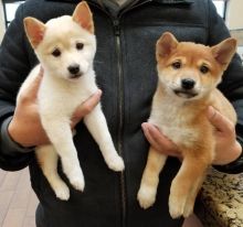 Cute Male and Female Shiba Inu Puppies Up for Adoption...