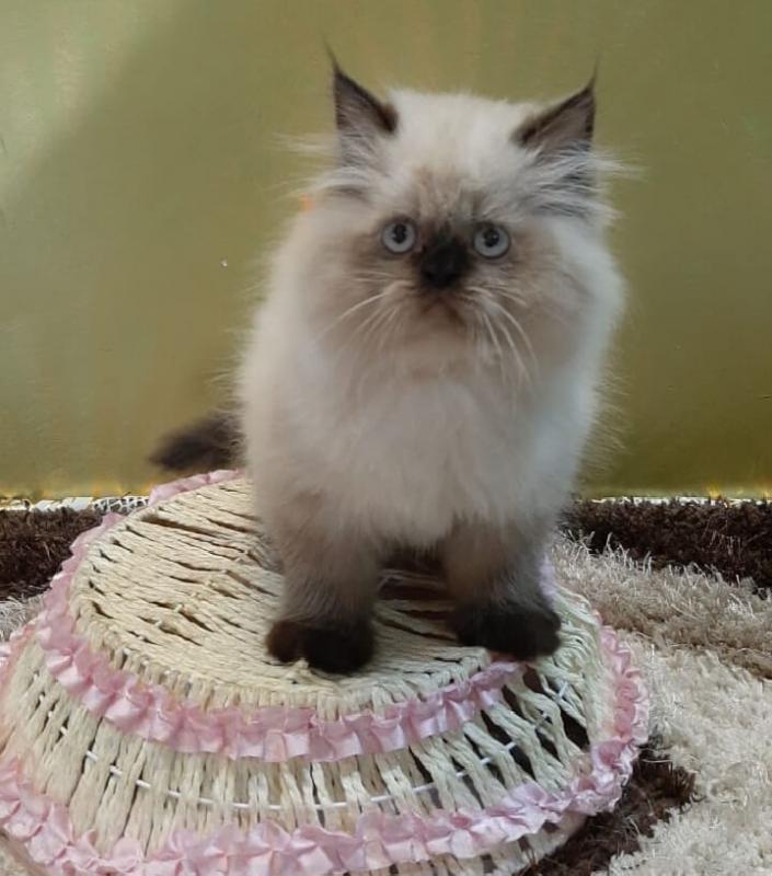 Beautiful Himalayan Kittens for adoption Image eClassifieds4u