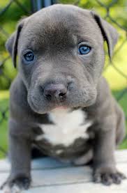 CUTE AND ADORABLE PITBULL PUPPIES READY TO GO Image eClassifieds4u