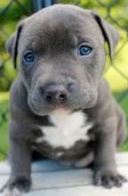 CUTE AND ADORABLE PITBULL PUPPIES READY TO GO Image eClassifieds4U