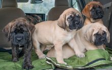 🟥🍁🟥 CKC ENGLISH MASTIFF PUPPIES ❤️❤️ READY FOR A NEW HOME💗🍀🍀
