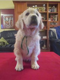 Golden Retriever Available For Adoption Image eClassifieds4u