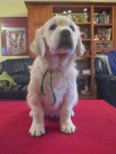 Golden Retriever Available For Adoption Image eClassifieds4U