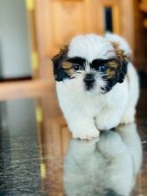 Two Cute Shih Tzu Puppies Available 💕Delivery possible🌎
