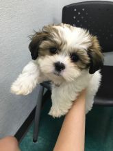 Two Cute Shih Tzu Puppies Available 💕Delivery possible🌎