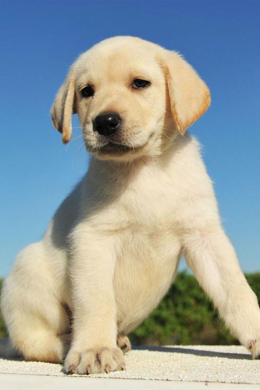 Awesome Labrador Retriever Puppies Available 💕Delivery possible🌎 Image eClassifieds4u