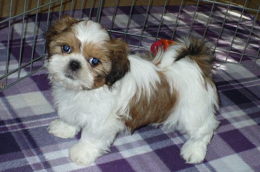 Excellent Shih Tzu Puppies Available 💕Delivery possible🌎 Image eClassifieds4u