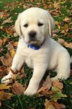 Awesome Labrador Retriever Puppies Available 💕Delivery possible🌎 Image eClassifieds4U