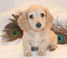 Sweet Miniature Dachshund Puppies Available 💕Delivery possible Image eClassifieds4U